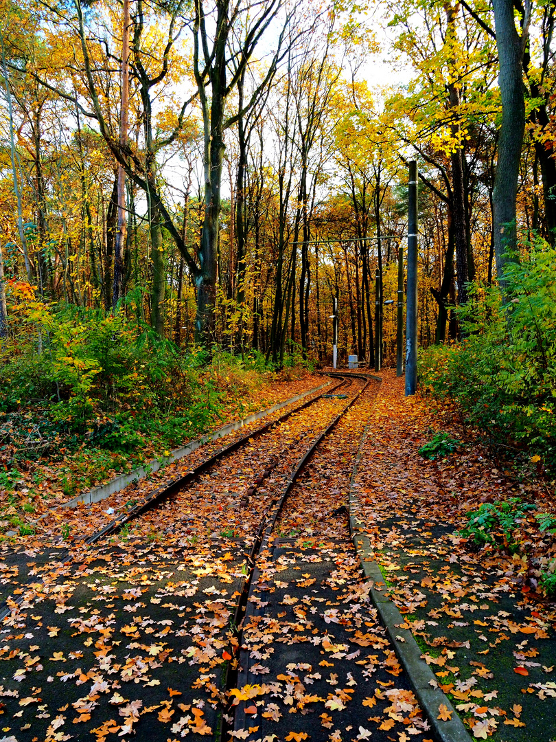 into the trees