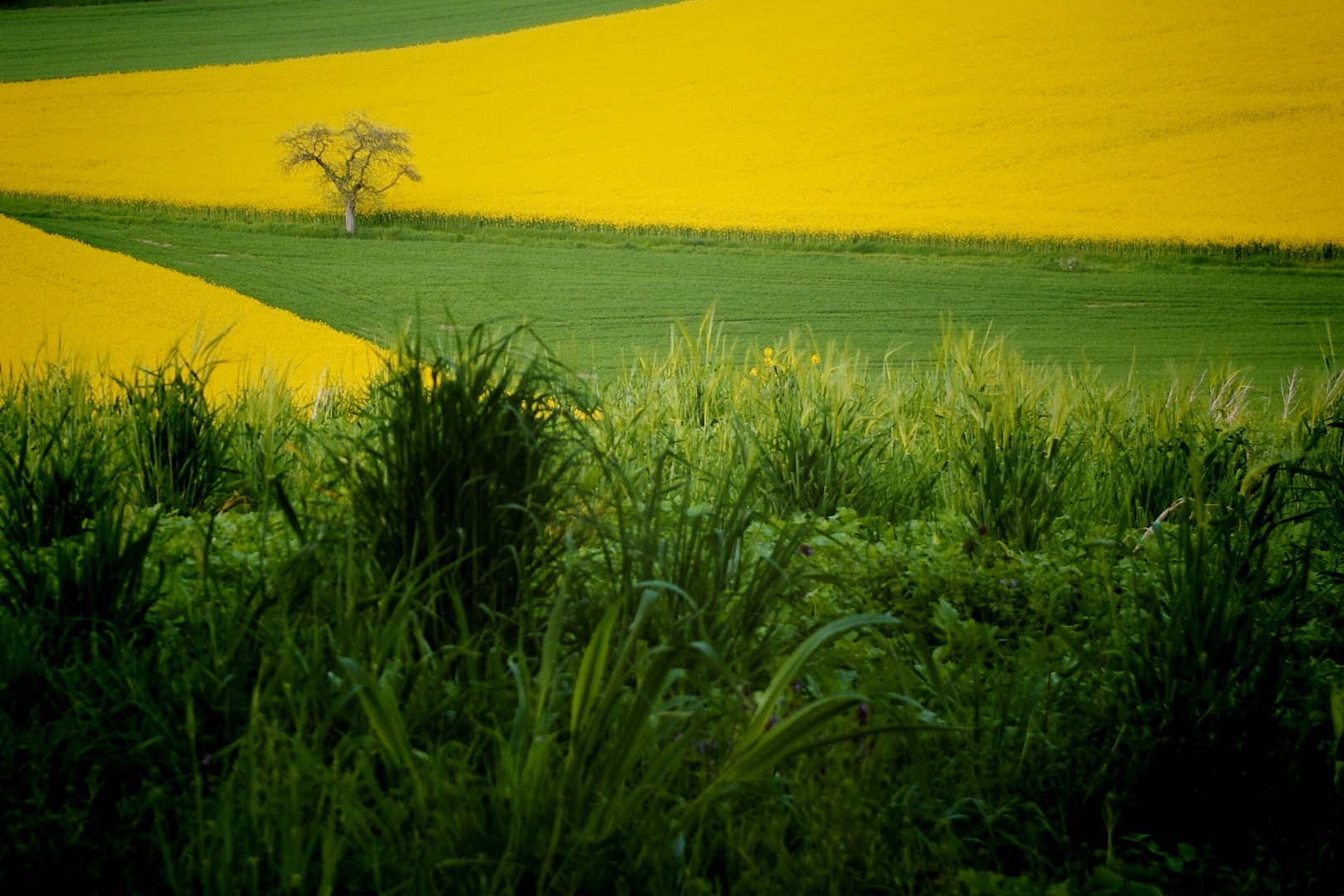 into the yellow & green