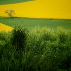 into the yellow & green