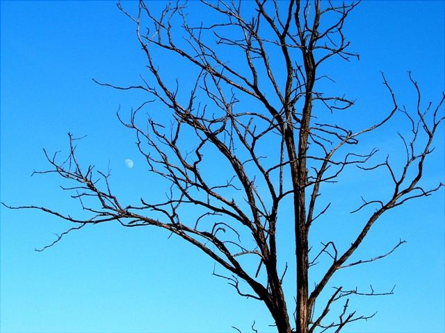 Intrappolare la Luna tra i rami