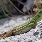 Intraprendente lucertola nei terreni costieri d'Otrando (Le)