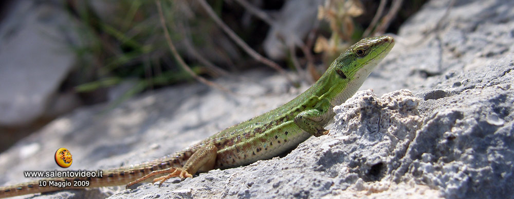 Intraprendente lucertola nei terreni costieri d'Otrando (Le)