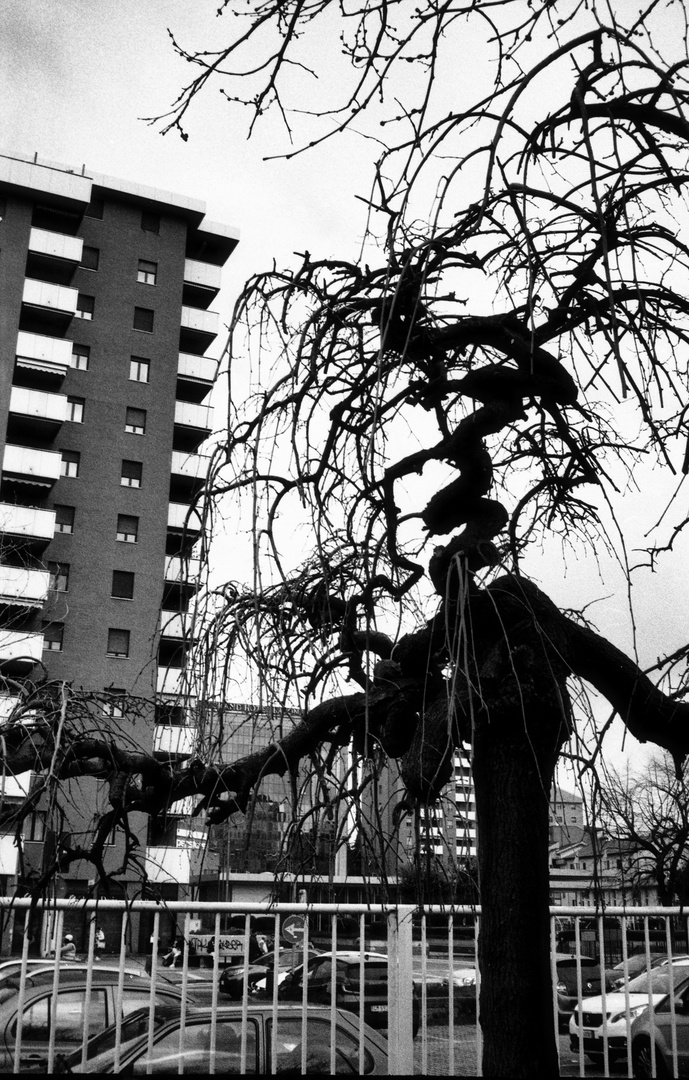 intreccio di alberi e palazzi