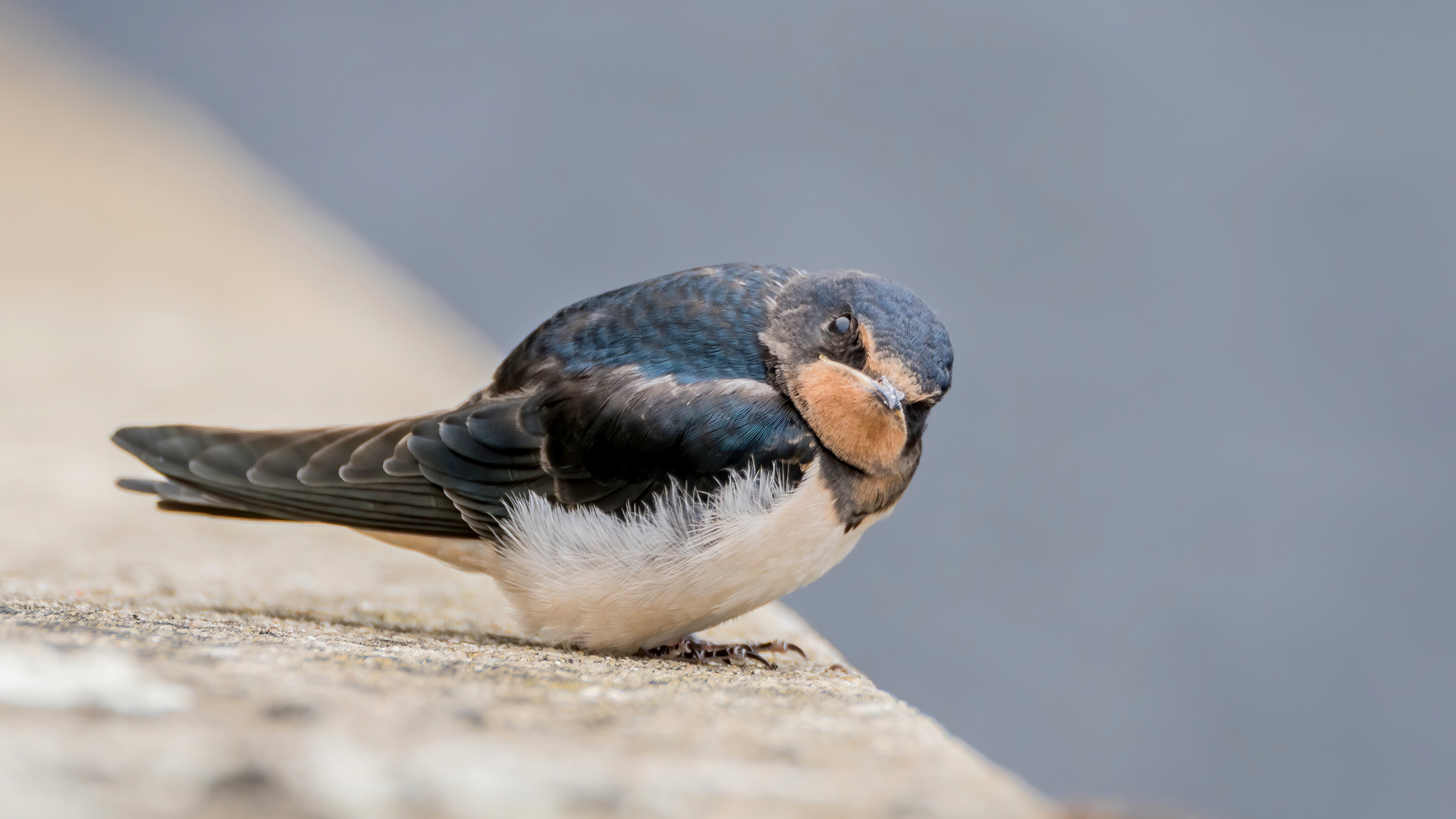 intressierter Blick der jungen Rauchschwalbe