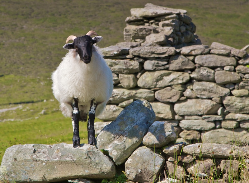 Introducing 'Shaun the Sheep'