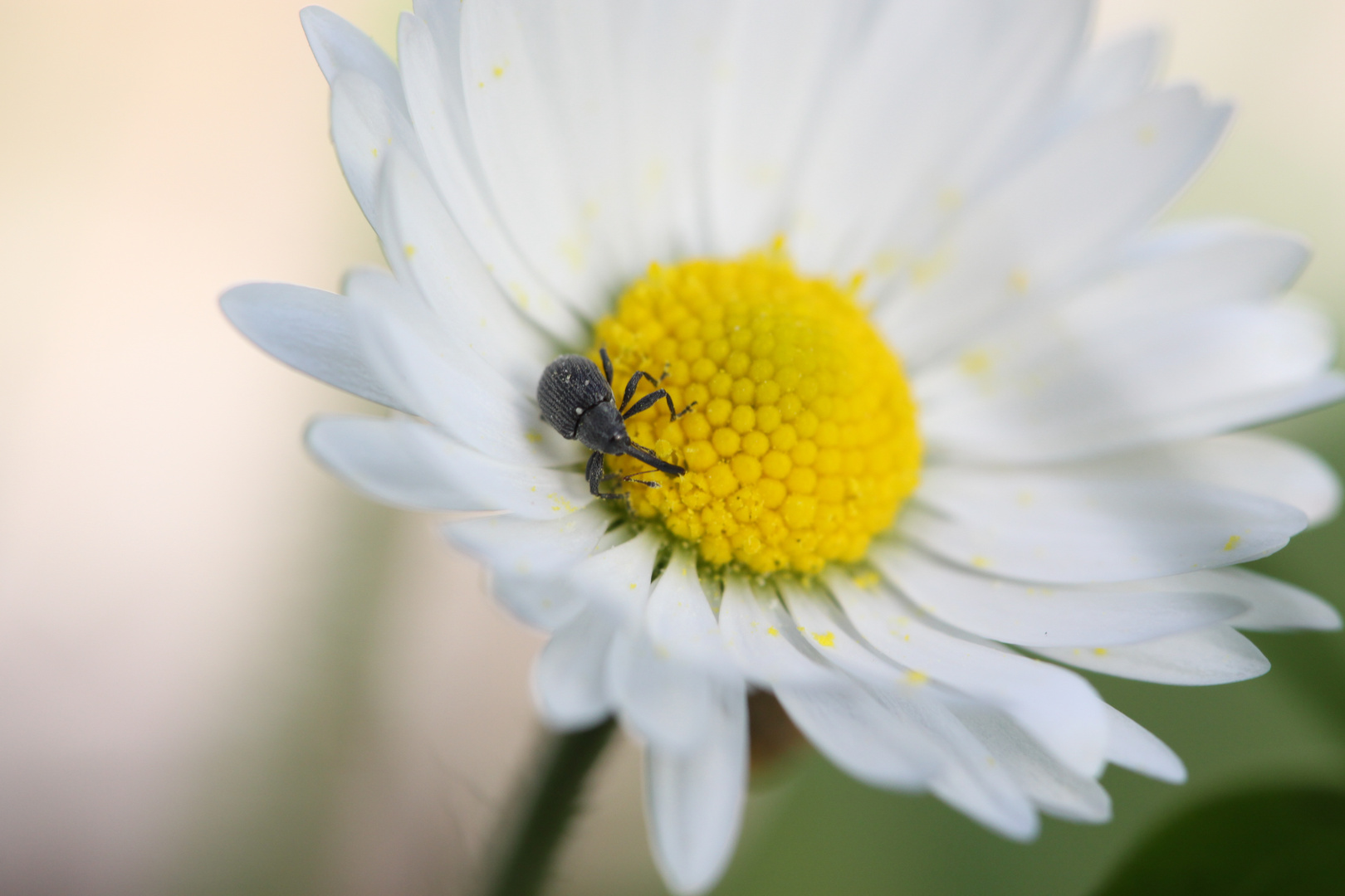 intrus dans une pâquerette