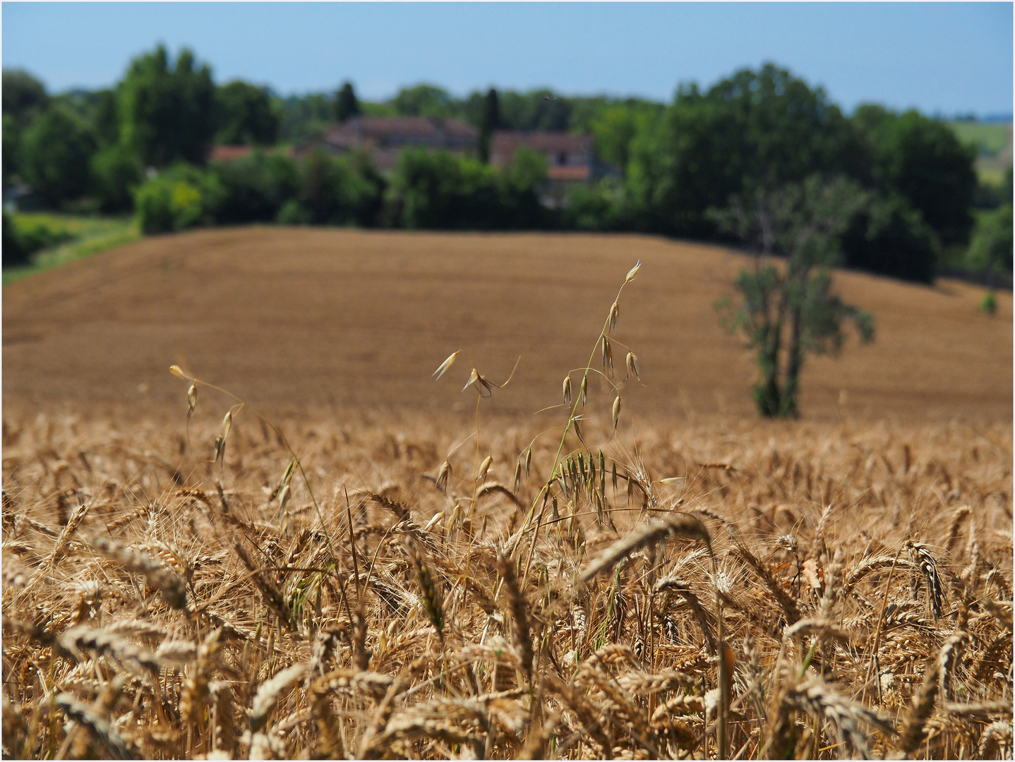 Intrus d’avoine dans le champ de blé