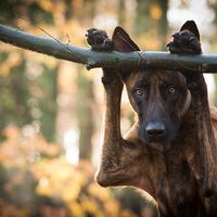 Inuk the dutch shepherd