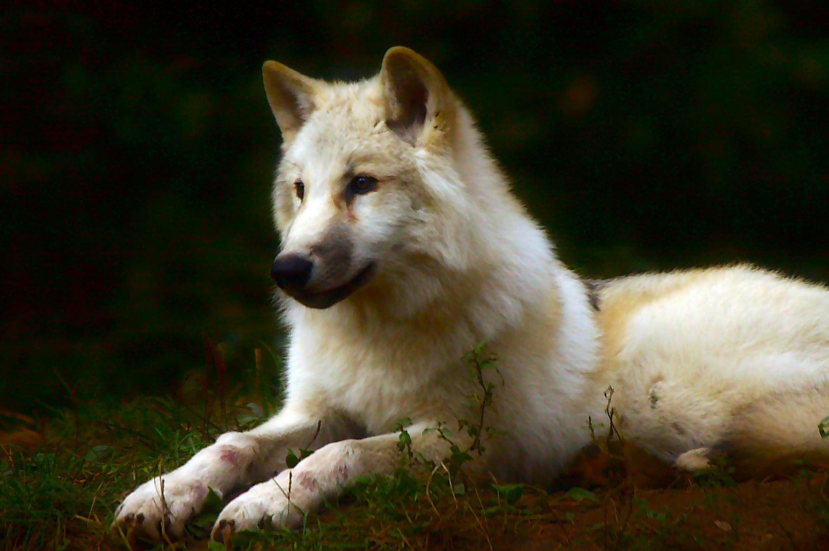 Inuk ( Wildpark Lüneburger Heide)