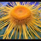 Inula