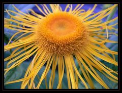 Inula