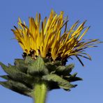 Inula