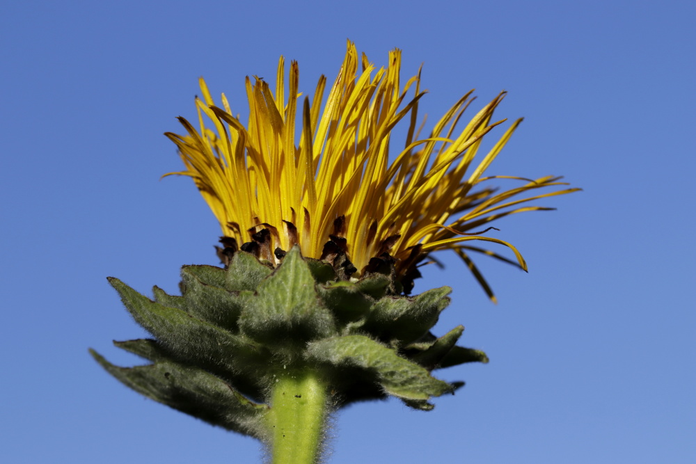 Inula