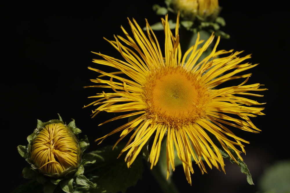 Inula