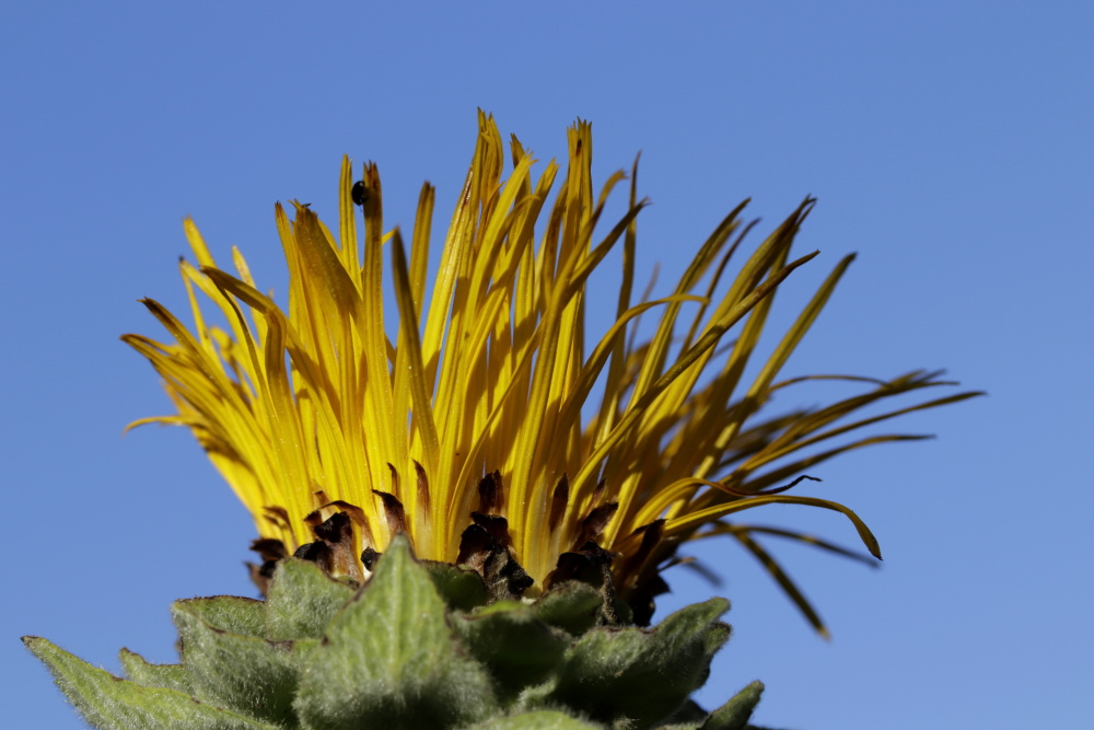 Inula