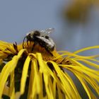 Inula with an insect