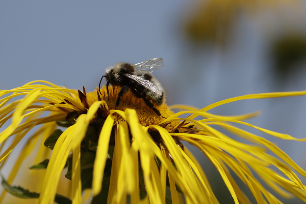 Inula with an insect