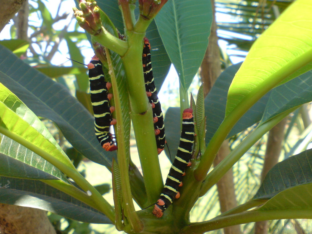 Invaders (Invasores)