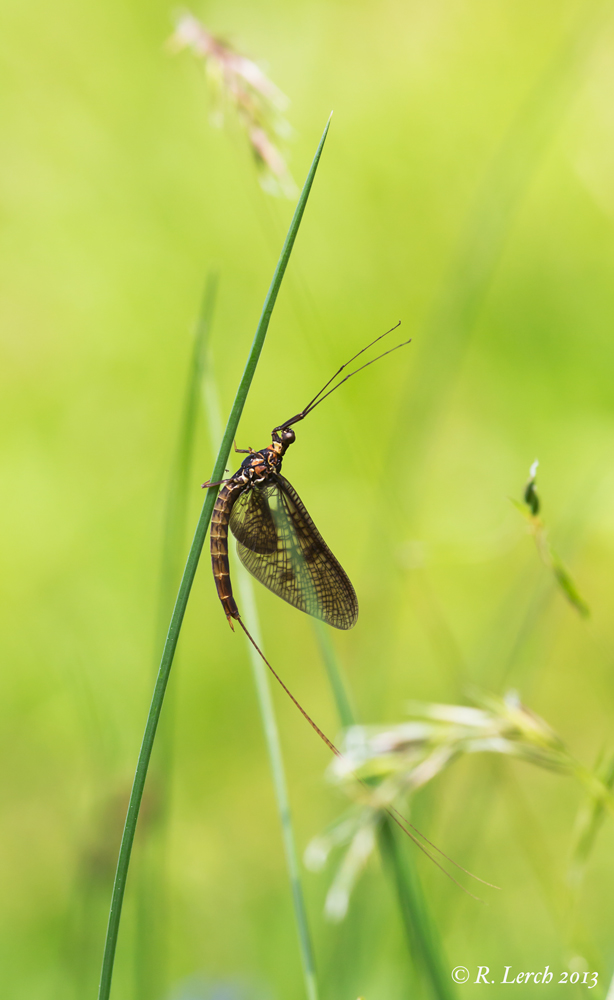 Invalide Eintagsfliege