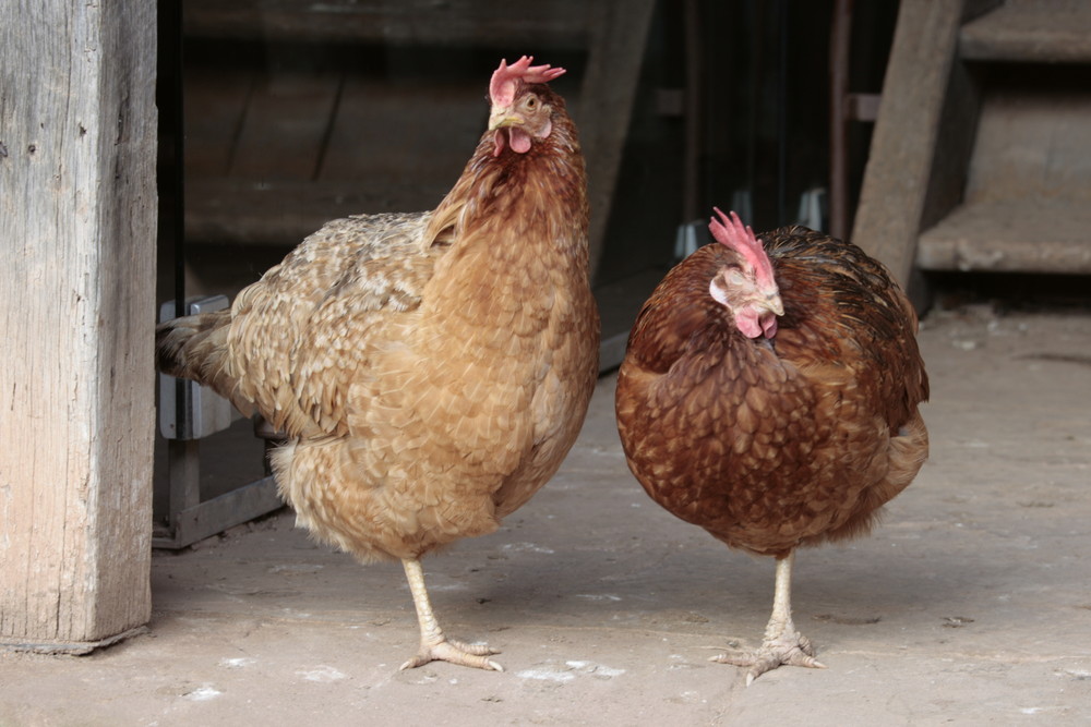 Invalidentreffen der Systemgastronomie-Broiler