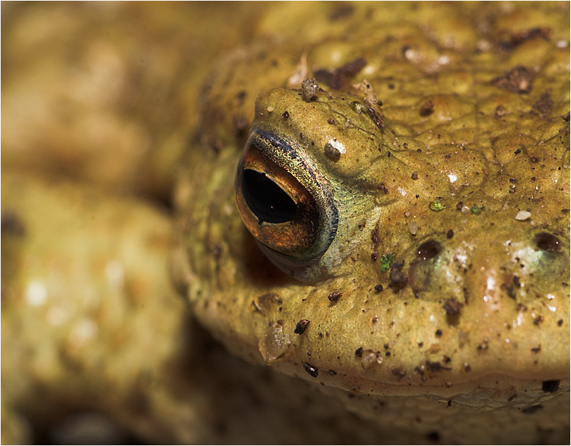 Invasion Foto & Bild tiere, wildlife, amphibien & reptilien Bilder