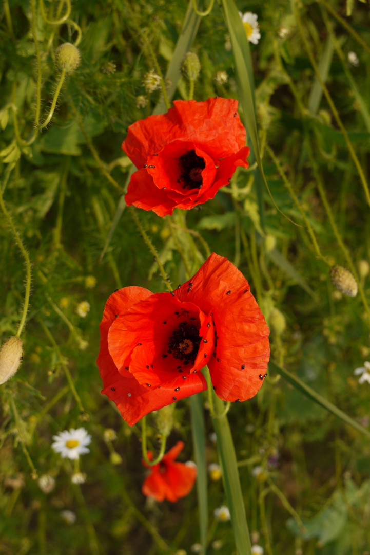 Invasion auf dem Mohn