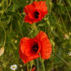 Invasion auf dem Mohn