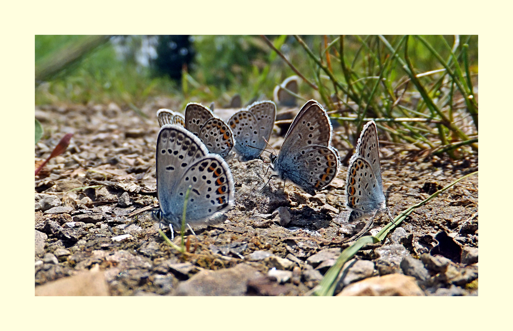 Invasion auf dem Planet der Bläulinge