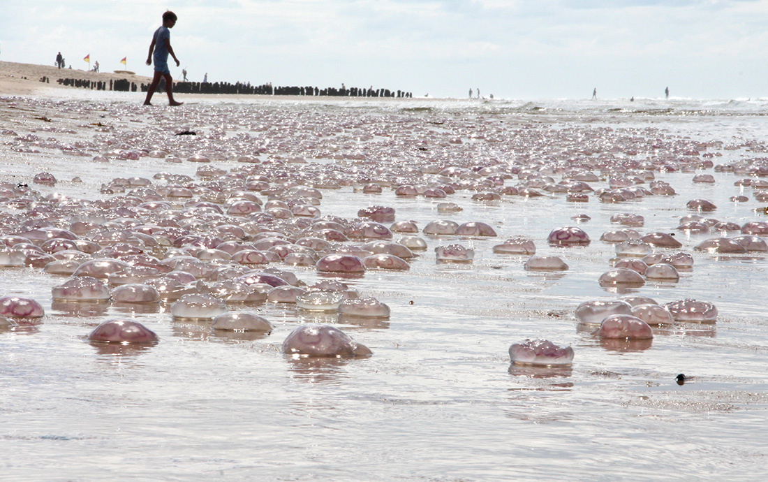 Invasion auf Sylt I