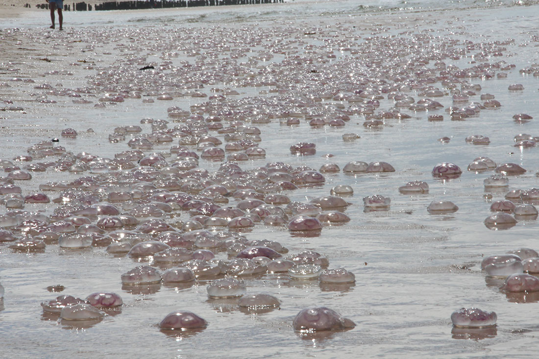 Invasion auf Sylt II