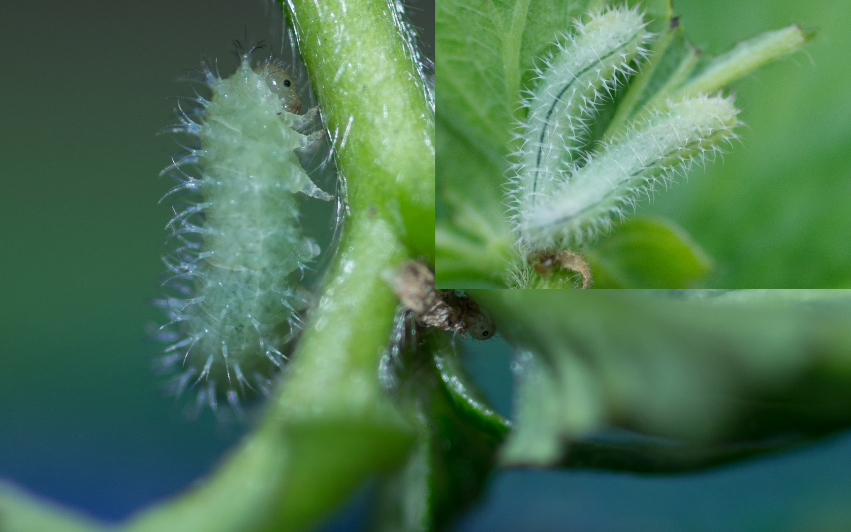 Invasion auf unseren Erdbeeren