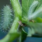 Invasion auf unseren Erdbeeren