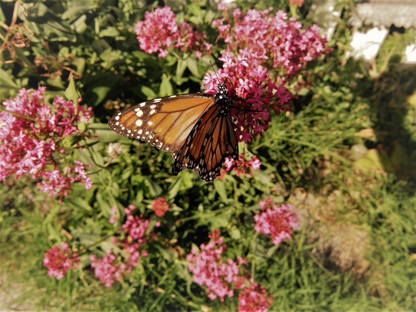 INVASION DE MARIPOSAS