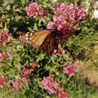 INVASION DE MARIPOSAS