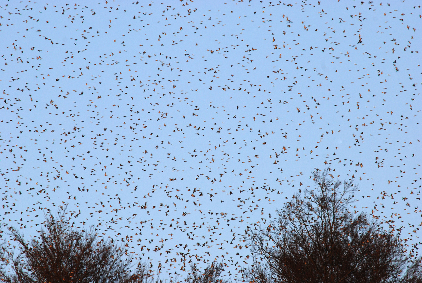 Invasion der Bergfinken