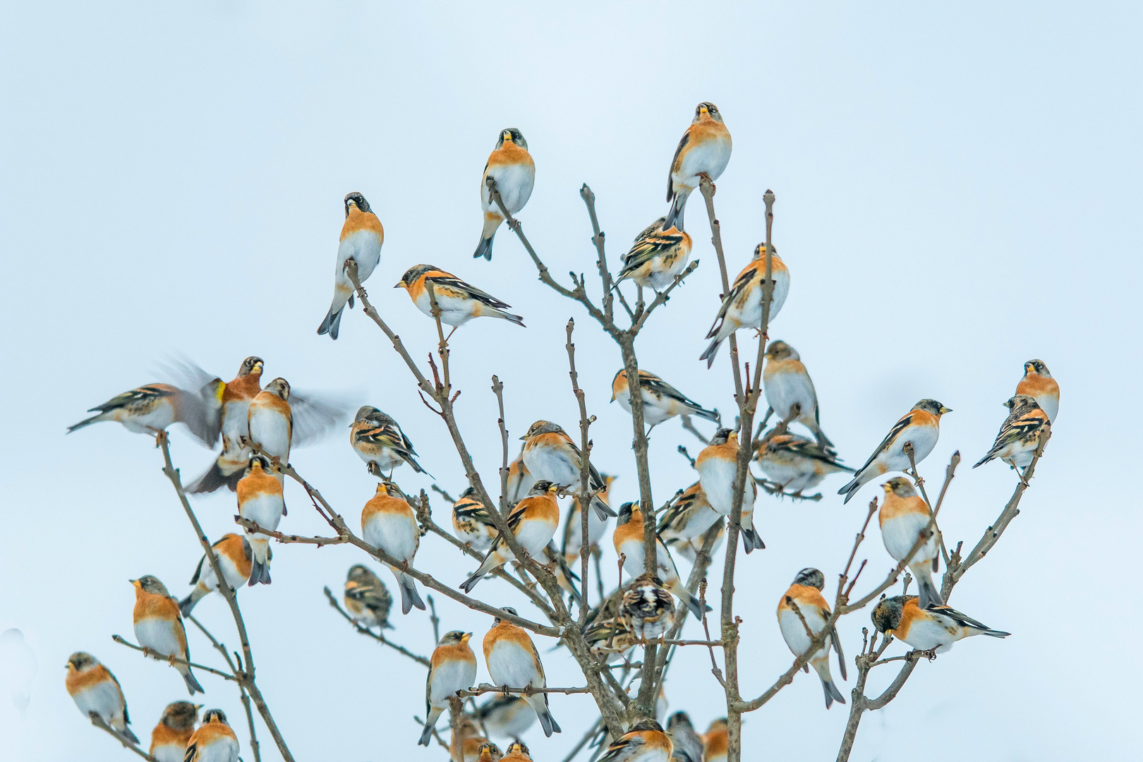 Invasion der Bergfinken