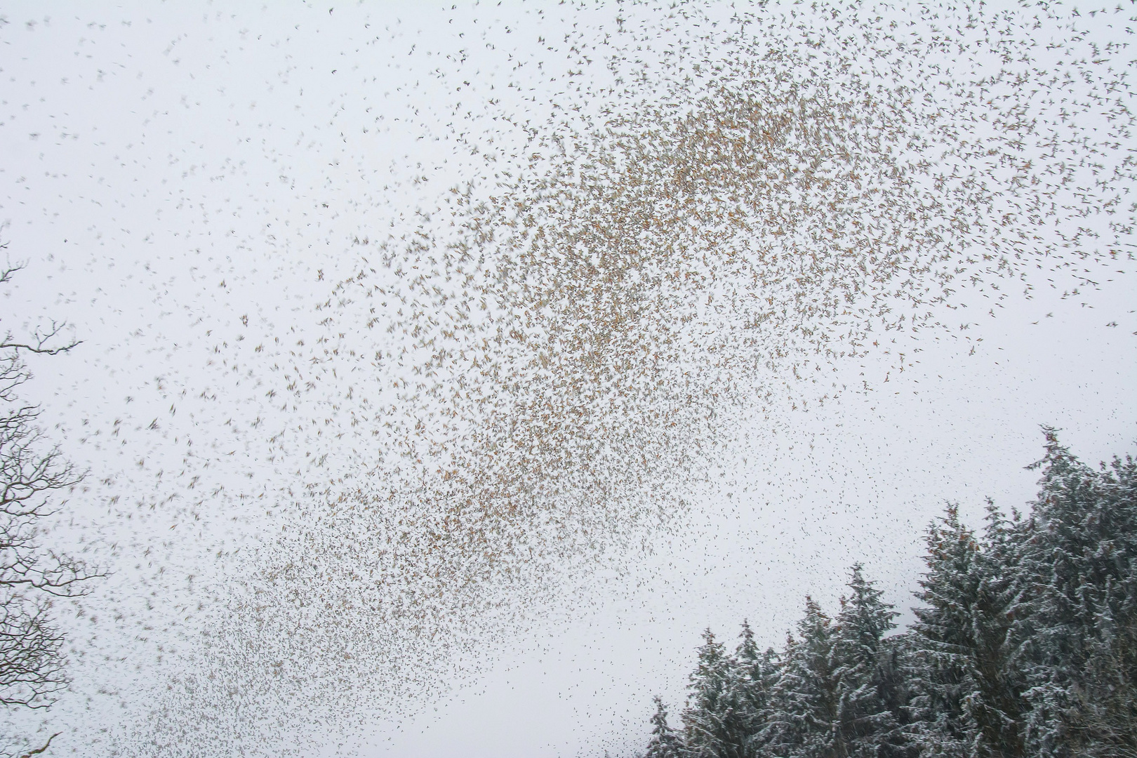 Invasion der Bergfinken