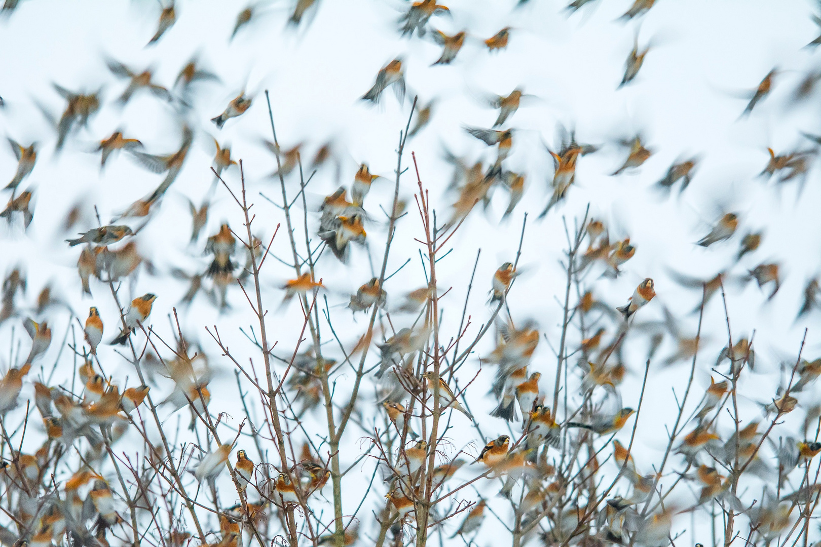 Invasion der Bergfinken