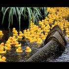 Invasion der Enten