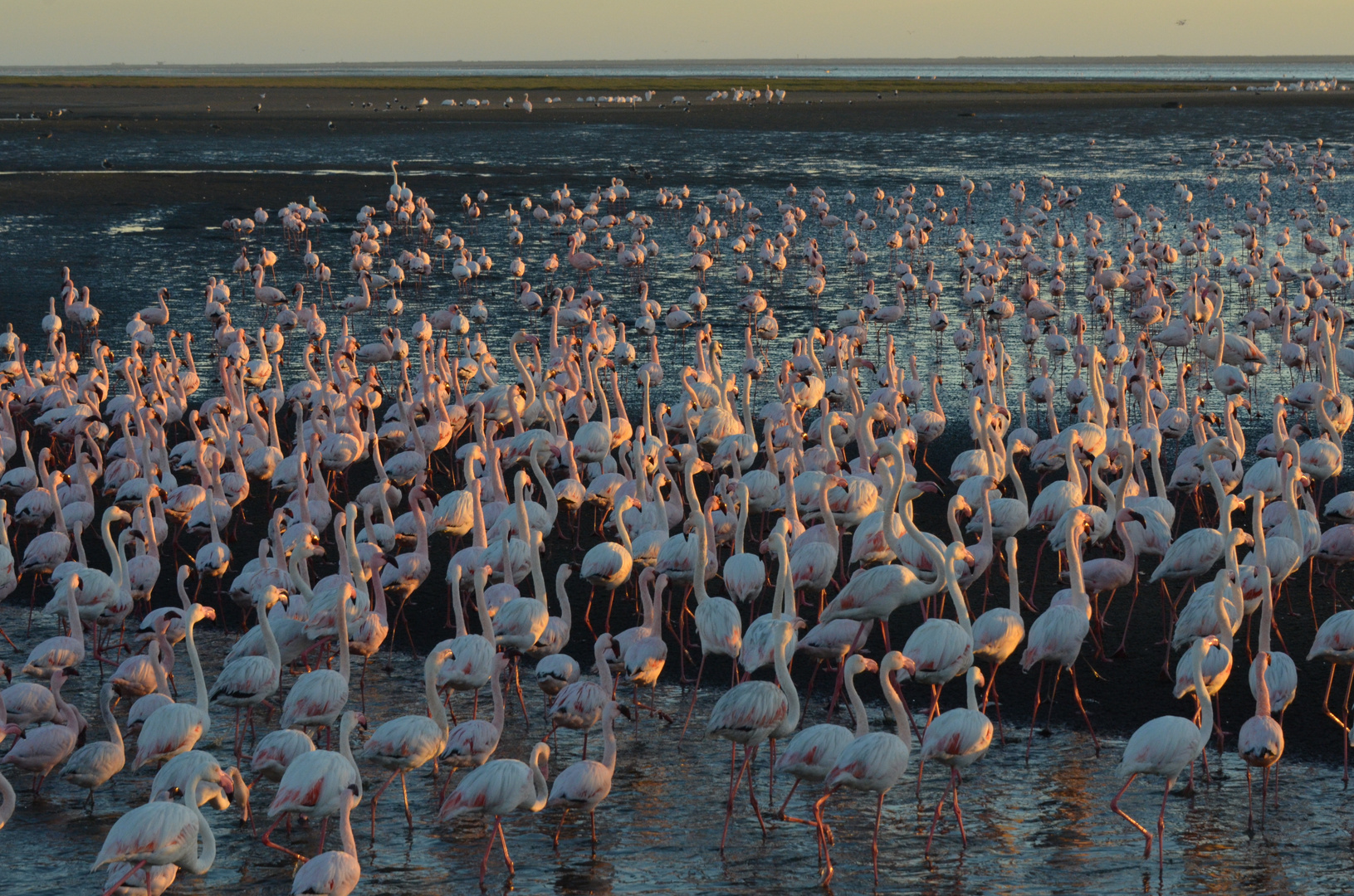 Invasion der Flamingos