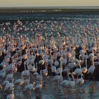Invasion der Flamingos