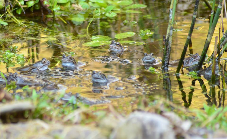 Invasion der Frösche