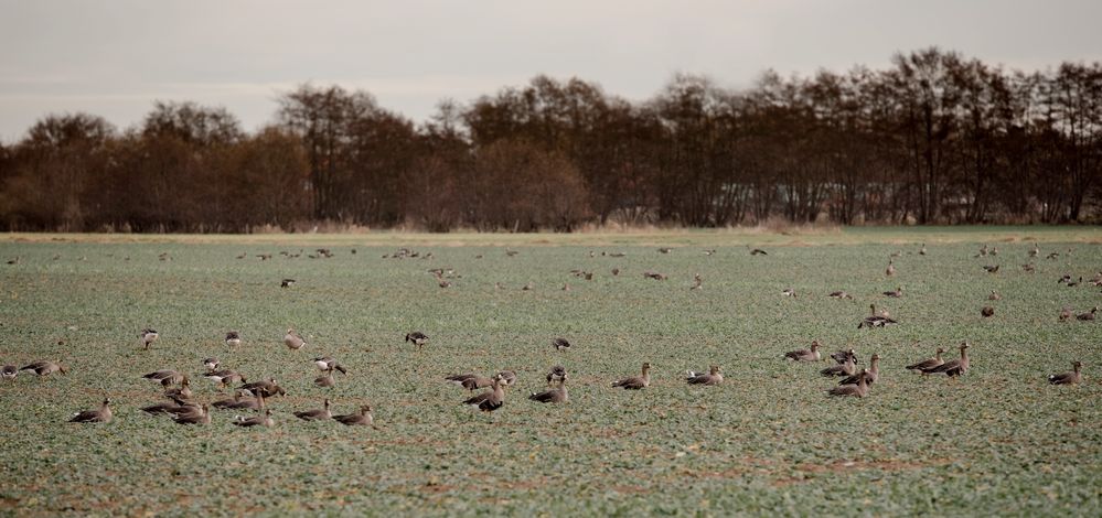 Invasion der Gänse