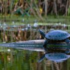 Invasion der Glupschaugen Trachemys scripta elegans