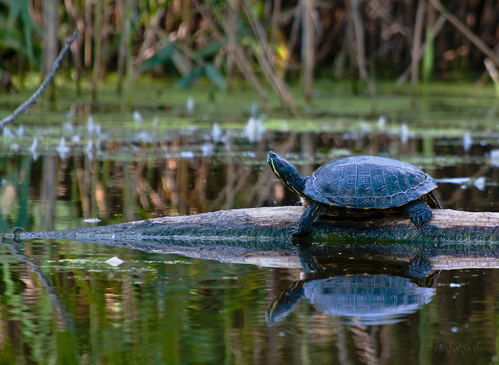 Invasion der Glupschaugen Trachemys scripta elegans