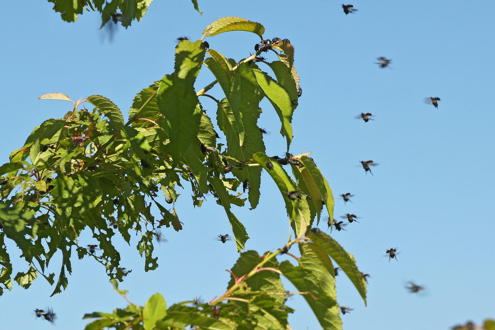 Invasion der Junikäfer (2017_06_19_EOS 100D_1709_ji)