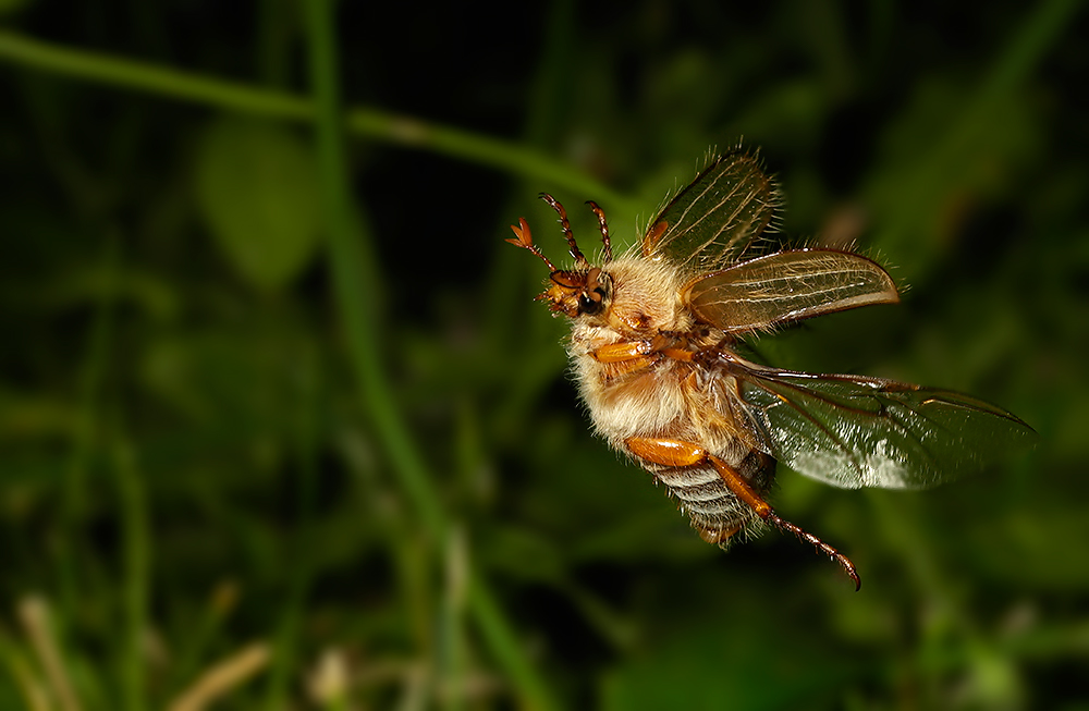 Invasion der Junikäfer