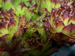 Invasion der kleinen Spinnen