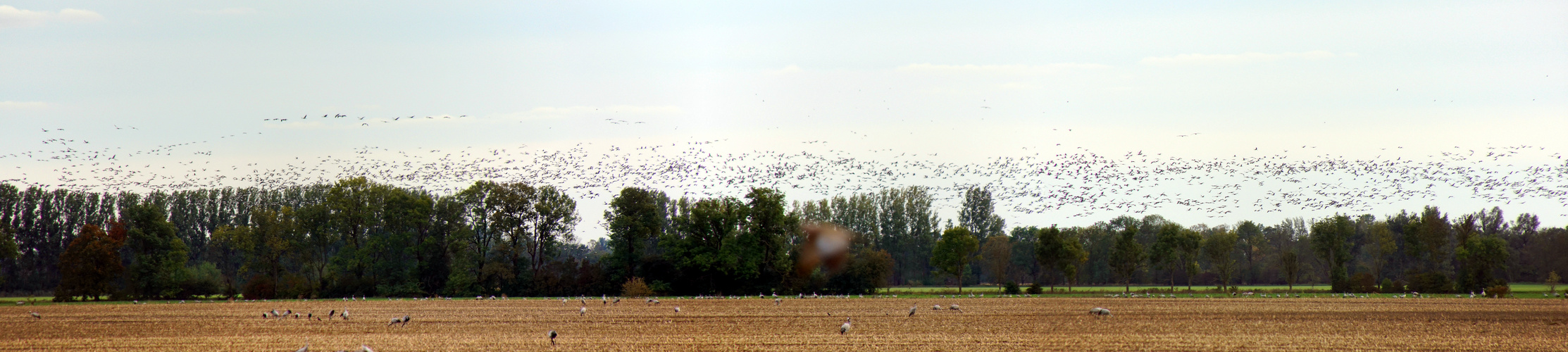 Invasion der Kraniche in Linum