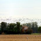 Invasion der Kraniche in Linum